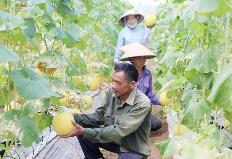 Kiểm soát chặt chất lượng, mã số vùng trồng nông sản hướng tới xuất khẩu