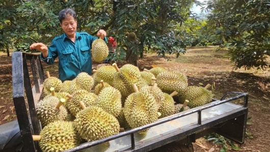 Tạo điều kiện tốt nhất để các doanh nghiệp đầu tư vào sản phẩm sầu riêng cấp đông