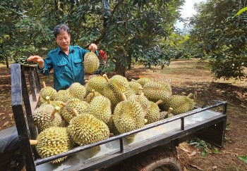 Tạo điều kiện tốt nhất để các doanh nghiệp đầu tư vào sản phẩm sầu riêng cấp đông