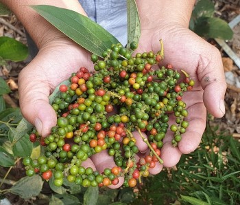 Nhà đầu tư đang “găm hàng” tiêu để tung ra vào dịp cuối năm