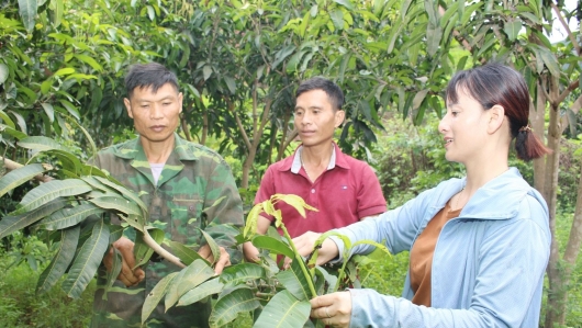 Liên kết sản xuất, tăng giá trị sản phẩm nông sản