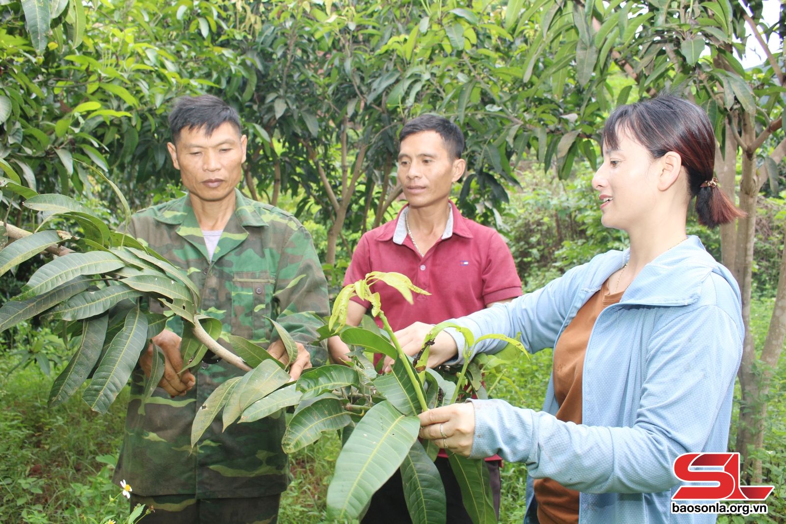 Liên kết sản xuất, tăng giá trị sản phẩm nông sản