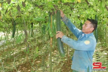 Thu nhập cao từ sản xuất rau, quả an toàn