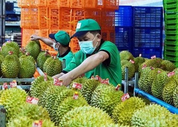 Thủ tướng chỉ đạo đẩy nhanh đàm phán, mở cửa thị trường cho trái cây, rau quả có thế mạnh