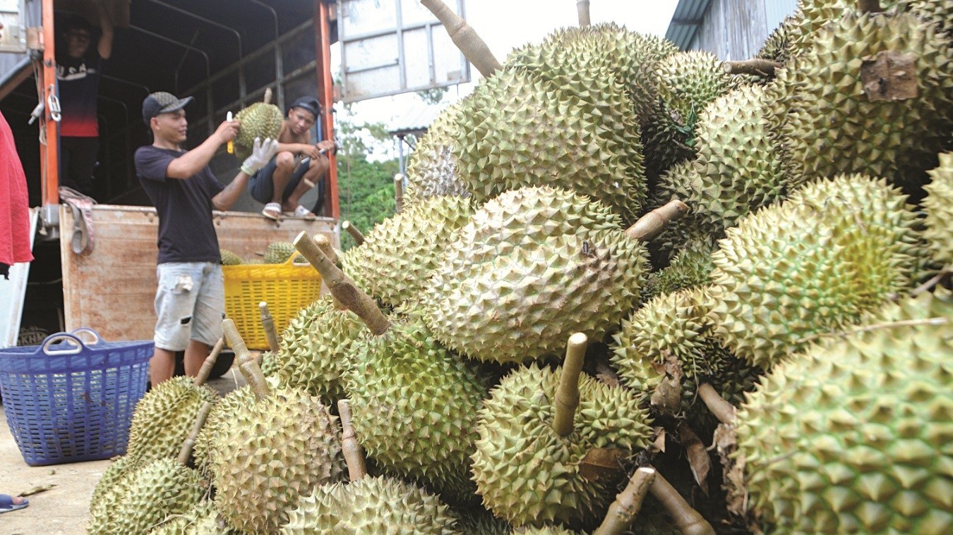 Sầu riêng cuối vụ giá tăng cao mỗi ngày