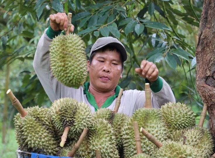 Sầu riêng cuối vụ giá tăng cao mỗi ngày.