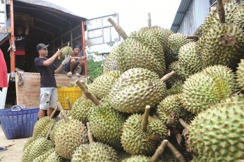 Sầu riêng cuối vụ giá tăng cao mỗi ngày