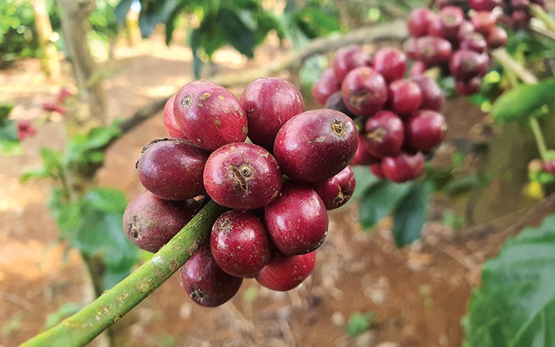 Thị trường cà phê trong nước quay đầu giảm.