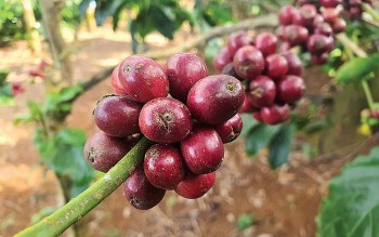 Vì sao giá cà phê biến động mạnh trong những ngày đầu tháng 10?