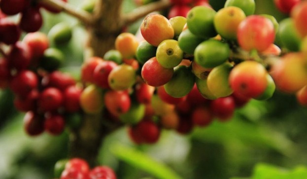 Thị trường cà phê trong nước hôm nay giảm mạnh.