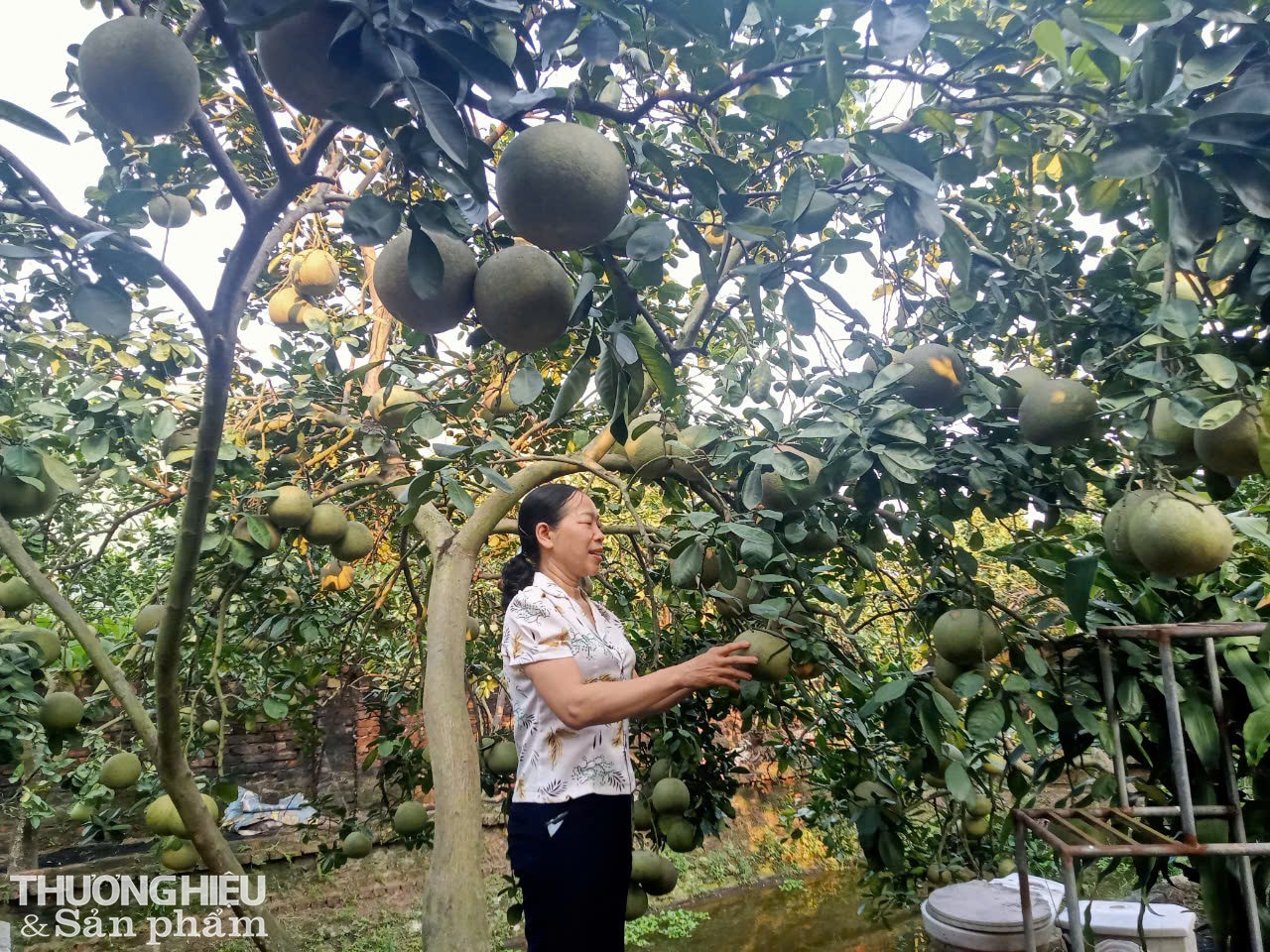 Cách đó không xa là vườn bưởi tôm vàng của bác Nguyễn Thị Tâm tại thôn 2, xã Thượng Mỗ, bác Tâm không trồng bưởi tôm vàng như bác Quyền. Bác Tâm trồng 2 sào bưởi tôm vàng có tuổi đời gần 30 năm. Bưởi tôm vàng của hộ gia đình bác Tâm do được trồng theo tiê