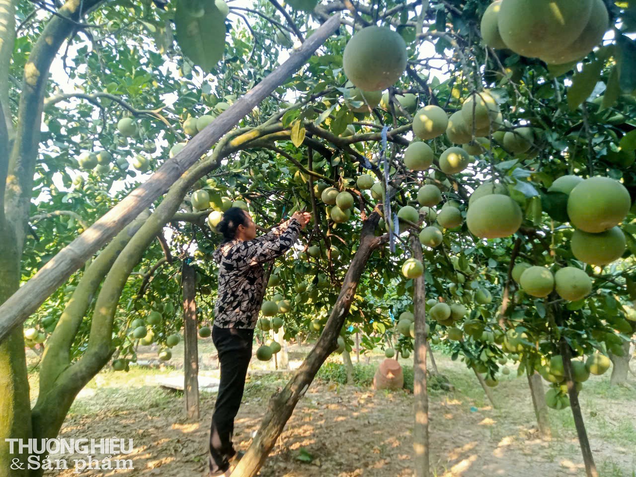 Bác  Nguyền Thị Quyền – xã viên hợp tác xã bưởi tôm vàng Thượng Mỗ chia sẻ: Nhờ trồng bưởi tôm vàng mà hàng năm gia đình tối có nguồn thu ổn định, từ 300 triệu đến 400 triệu đồng, tôi có tiền để nuôi 3 người con học hết đại học và xây 2 ngôi nhà tầng trong làng. Ảnh: Trần Hưởng