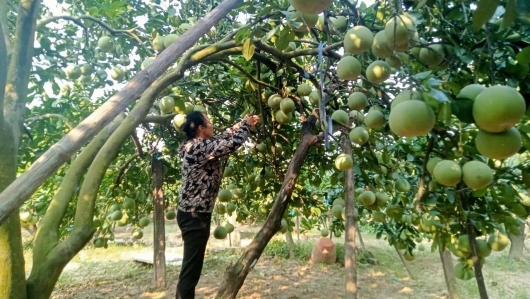 Xây nhà tầng, mua xe hơi nhờ trồng giống bưởi có tên "kỳ lạ"