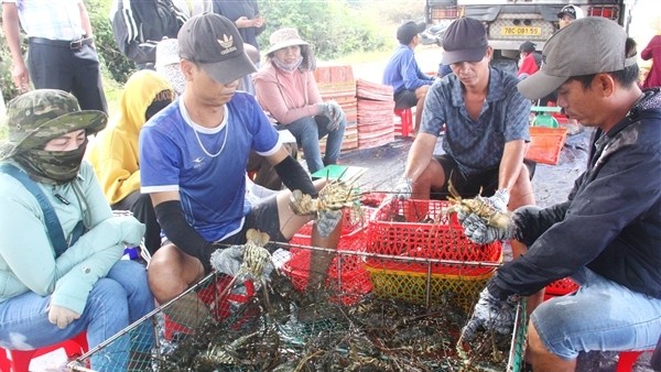 Trung Quốc chỉ mua tôm hùm nhỏ khiến người nuôi lao đao.