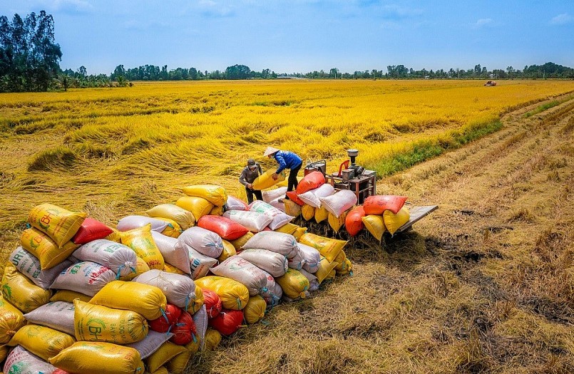 Ấn Độ thúc đẩy xuất khẩu trở lại đã tác động mạnh đến giá gạo