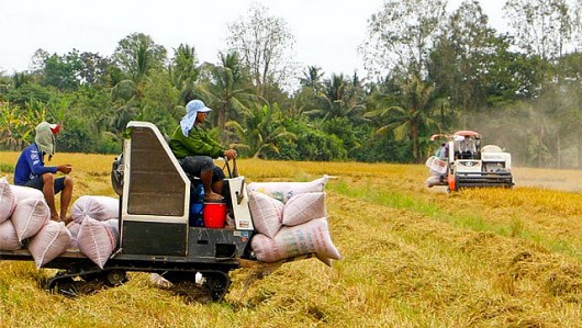 Ấn Độ thúc đẩy xuất khẩu trở lại đã tác động mạnh đến giá gạo