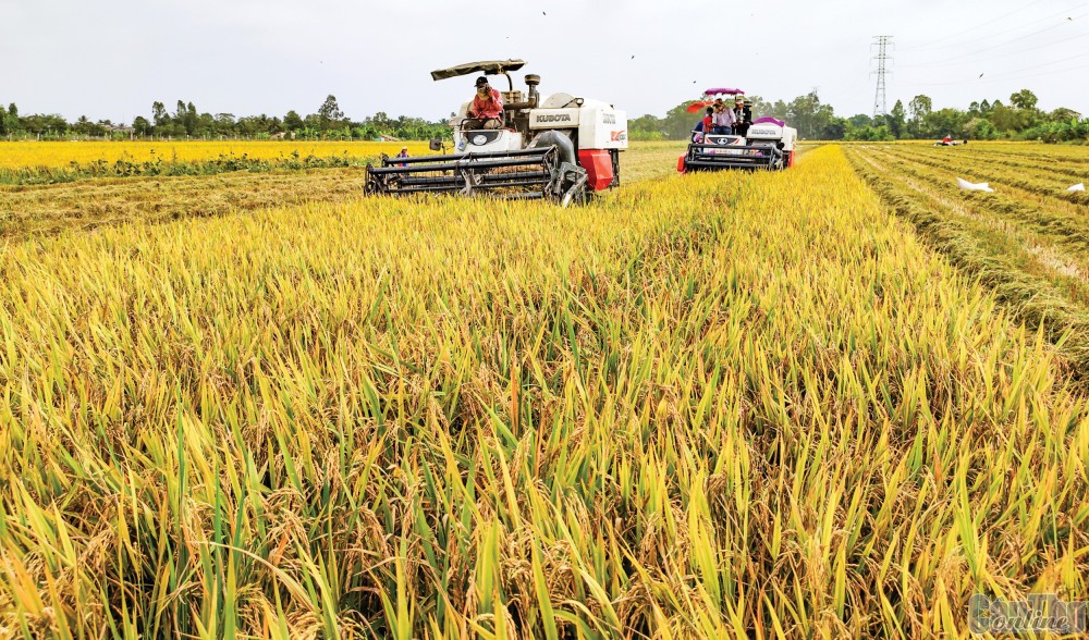 Thủ tướng yêu cầu phải tăng tốc, bứt phá, đạt mục tiêu 1 triệu ha lúa chất lượng cao, từ đó đạt 14-15 triệu tấn lúa, 9-10 triệu tấn gạo.