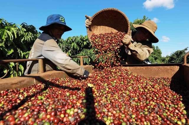 Giá cà phê bất ngờ giảm mạnh khi vào vụ thu hoạch mới