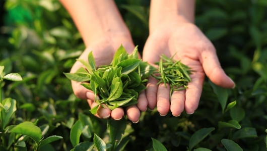 Tại sao xuất khẩu chè vẫn “lận đận” so với các loại đồ uống khác?