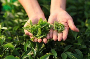 Tại sao xuất khẩu chè vẫn “lận đận” so với các loại đồ uống khác?
