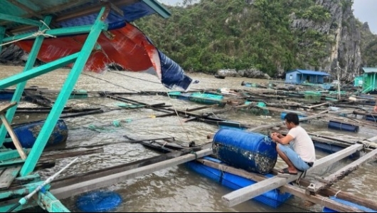 Thủ tướng chỉ đạo đẩy mạnh khôi phục sản xuất nông nghiệp sau bão số 3