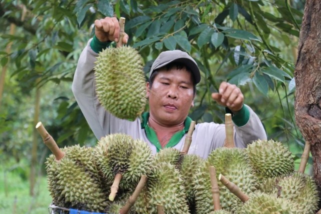 Mặt hàng sầu riêng đang là ngành có giá trị xuất khẩu cao giúp tăng giá trị ngành nông nghiệp. 