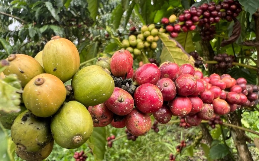 Giá cà phê bật tăng ngày cuối tuần.