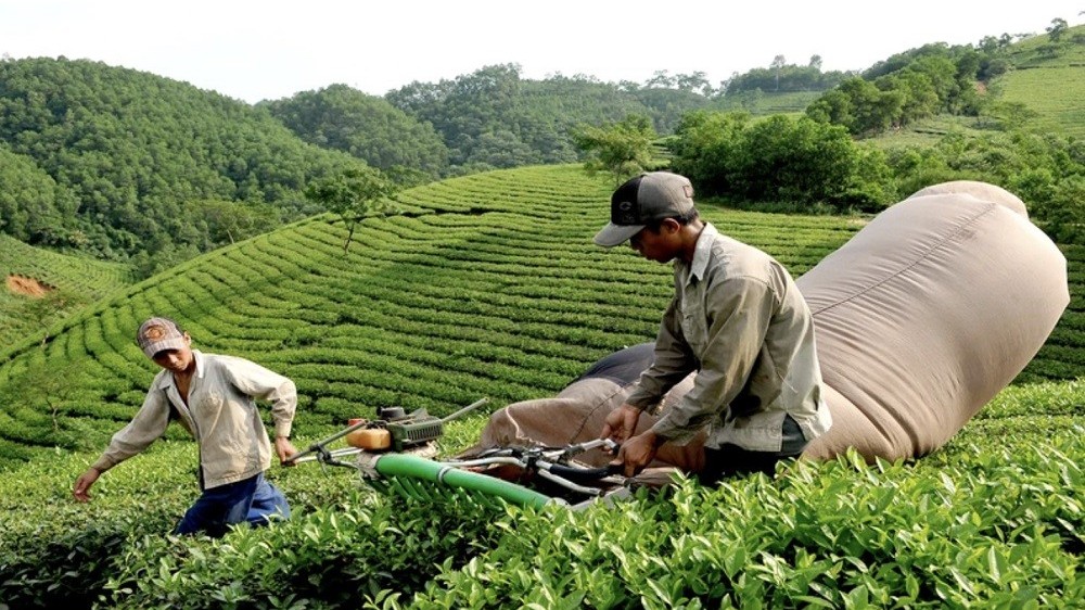 Xuất khẩu chè của Việt Nam tăng trưởng tốt nhưng vẫn “lận đận”