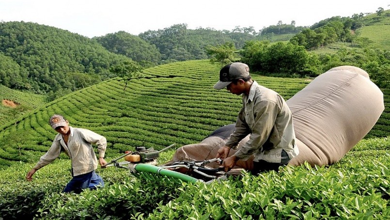 Xuất khẩu chè của Việt Nam tăng trưởng tốt nhưng vẫn “lận đận”