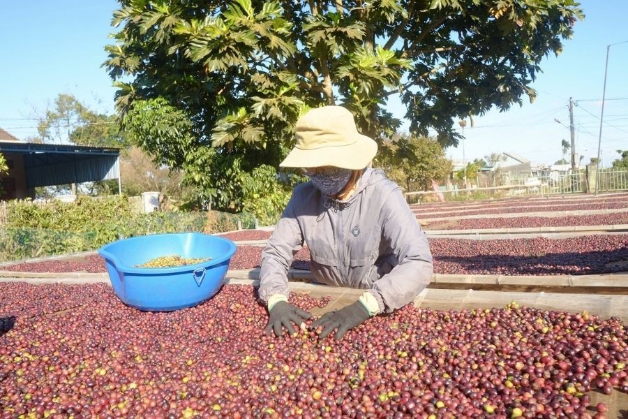 giá cà phê Robusta kỳ hạn giao tháng 11 giảm 272 USD/tấn