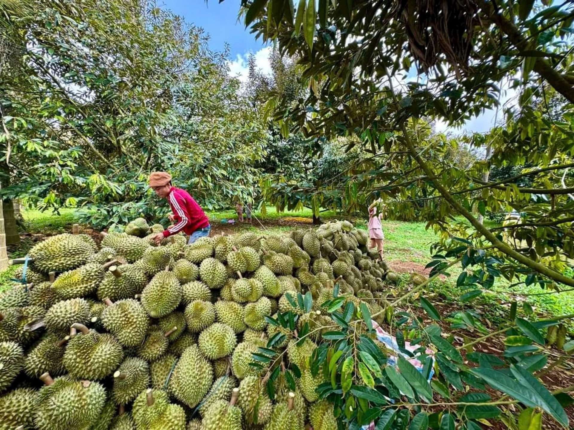 Huyện Krông Pắc hiện có khoảng 8.000 ha sầu riêng, chiếm 1/3 diện tích sầu riêng của toàn tỉnh Đắk Lắk.