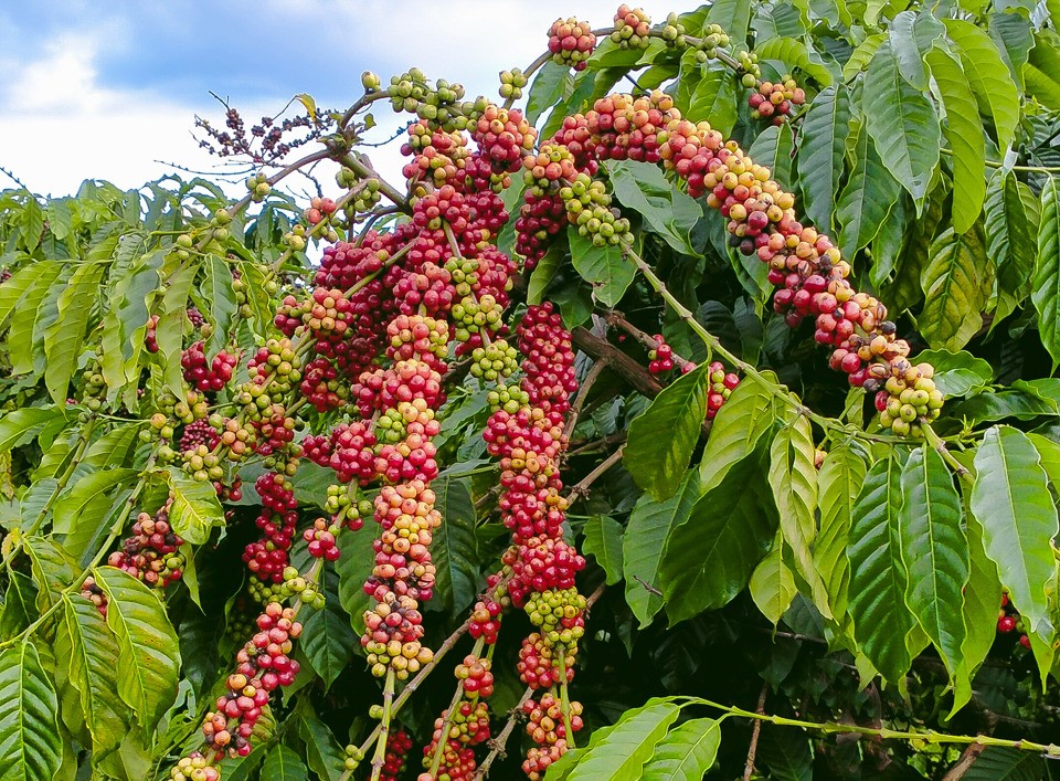 Giá cà phê trong nước giảm liên tiếp.