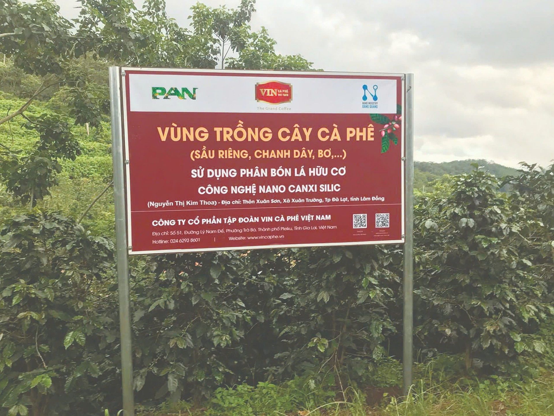 Vùng trồng cây cà phê của thương hiệu VinCaphe.