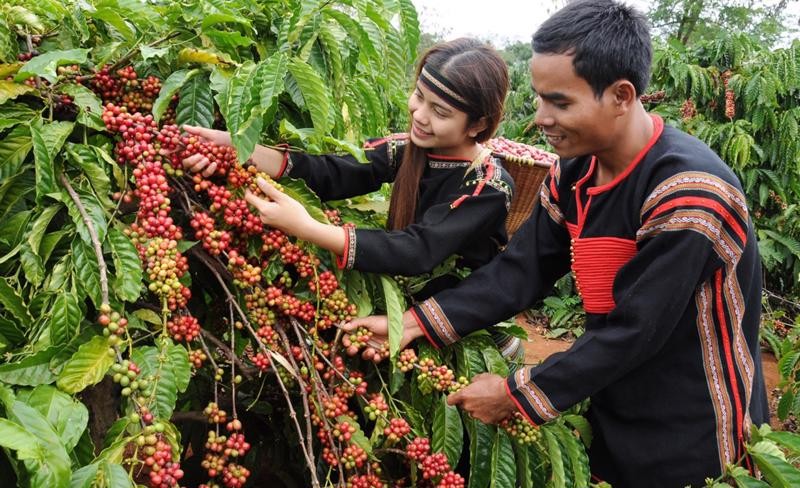 Giá cà phê chìm trong sắc đỏ sau bầu cử Tổng thống Mỹ.