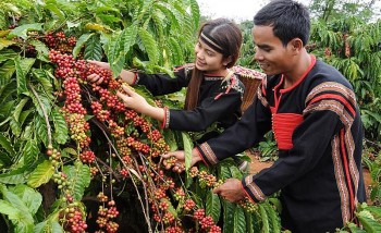 Giá cà phê chìm trong sắc đỏ sau bầu cử Tổng thống Mỹ