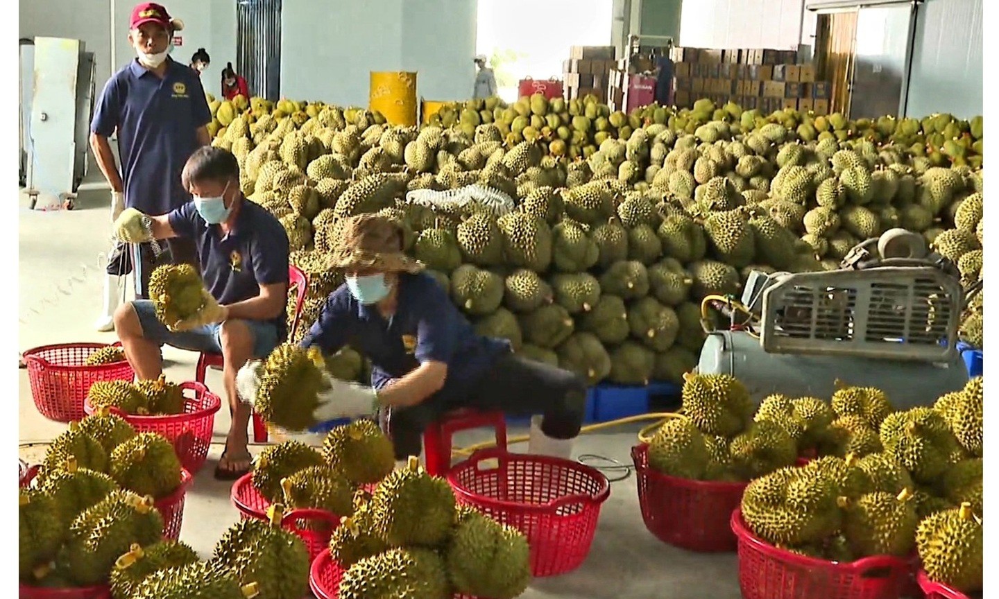 195.000 đồng/kg sầu riêng vẫn không có hàng để mua