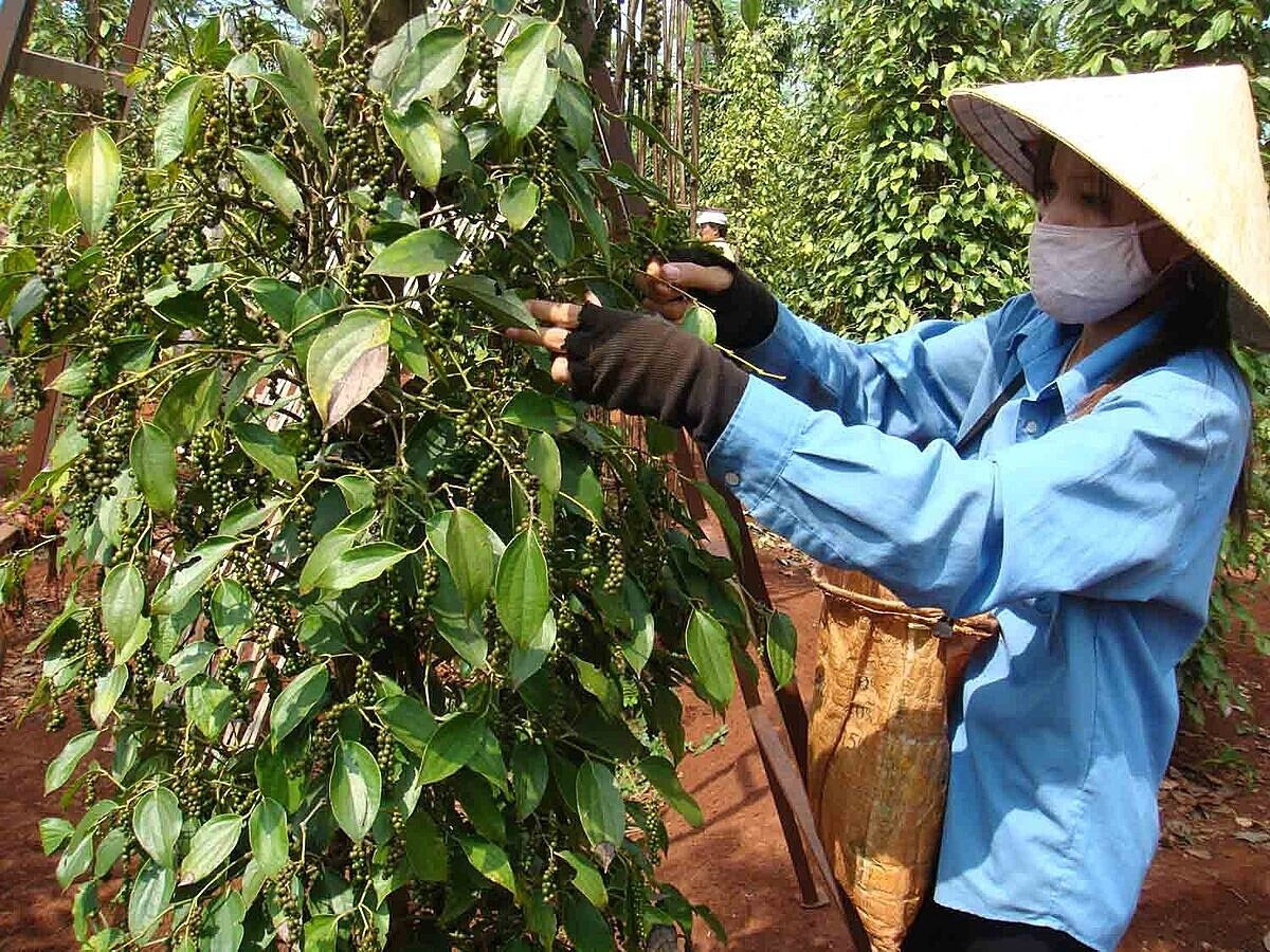 Chuyên gia dự báo: Giá tiêu vụ 2025 sẽ đạt mốc 160.000 đồng/kg