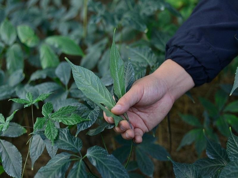 Sâm Ngọc Linh phát triển ổn định ở thôn K'Long K'Lanh (huyện Lạc Dương, Lâm Đồng) với độ cao khoảng 1.600m2 so với mực nước biển.