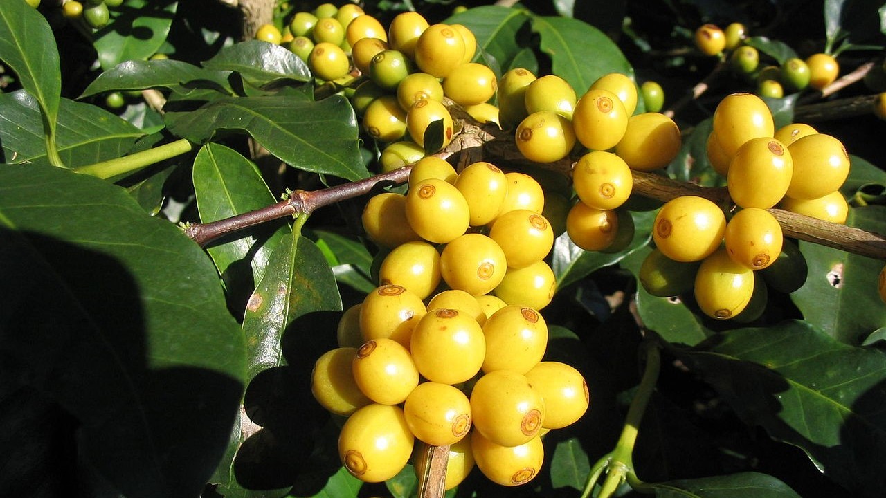 Giá cà phê Arabica đạt mức cao nhất 13 năm qua