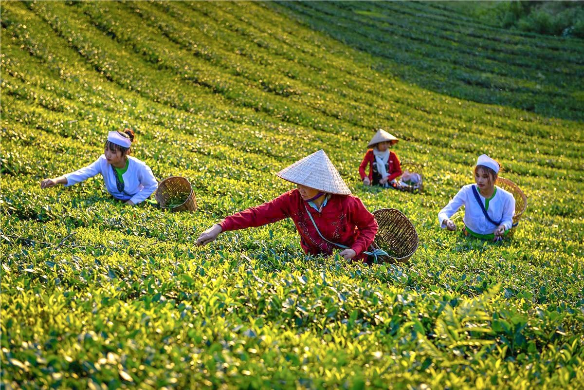 Cần làm gì để ngành chè Việt Nam vươn xa, nâng cao giá trị.