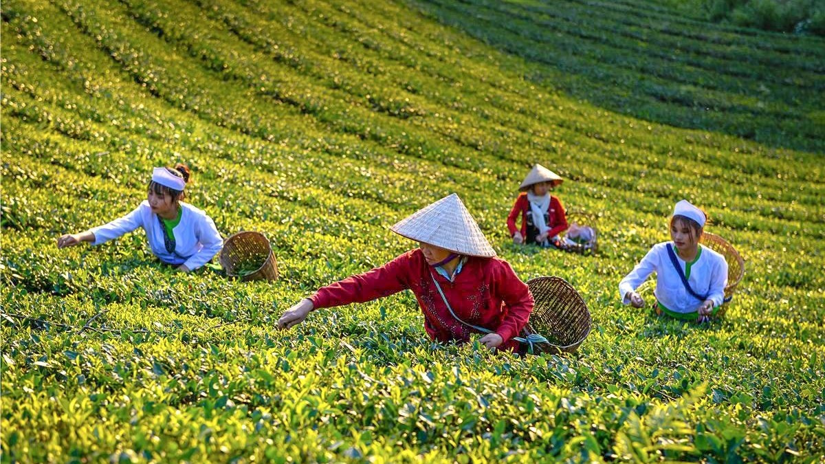 Cần làm gì để ngành chè Việt Nam vươn xa, nâng cao giá trị