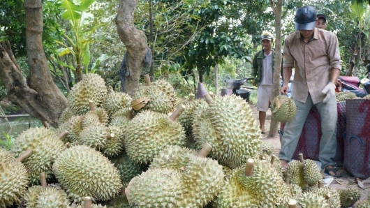 Sầu riêng nghịch mùa 200.000 đồng/kg, thương lái lùng khắp các vườn để mua