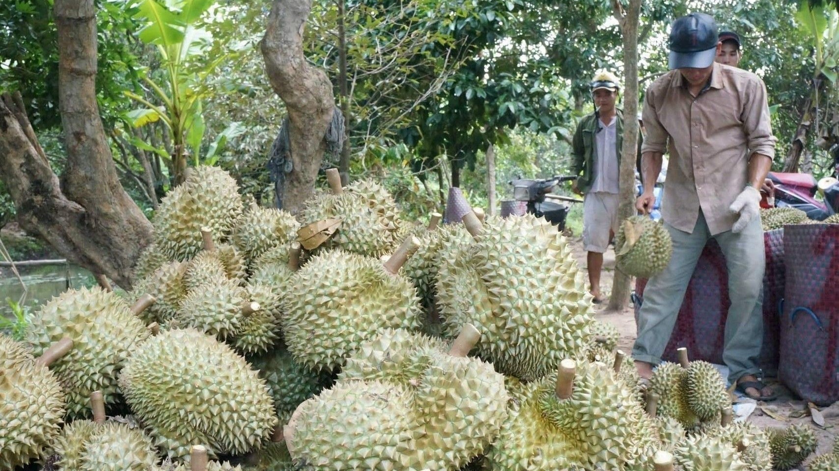 Sầu riêng nghịch mùa 200.000 đồng/kg, thương lái lùng khắp các vườn để mua