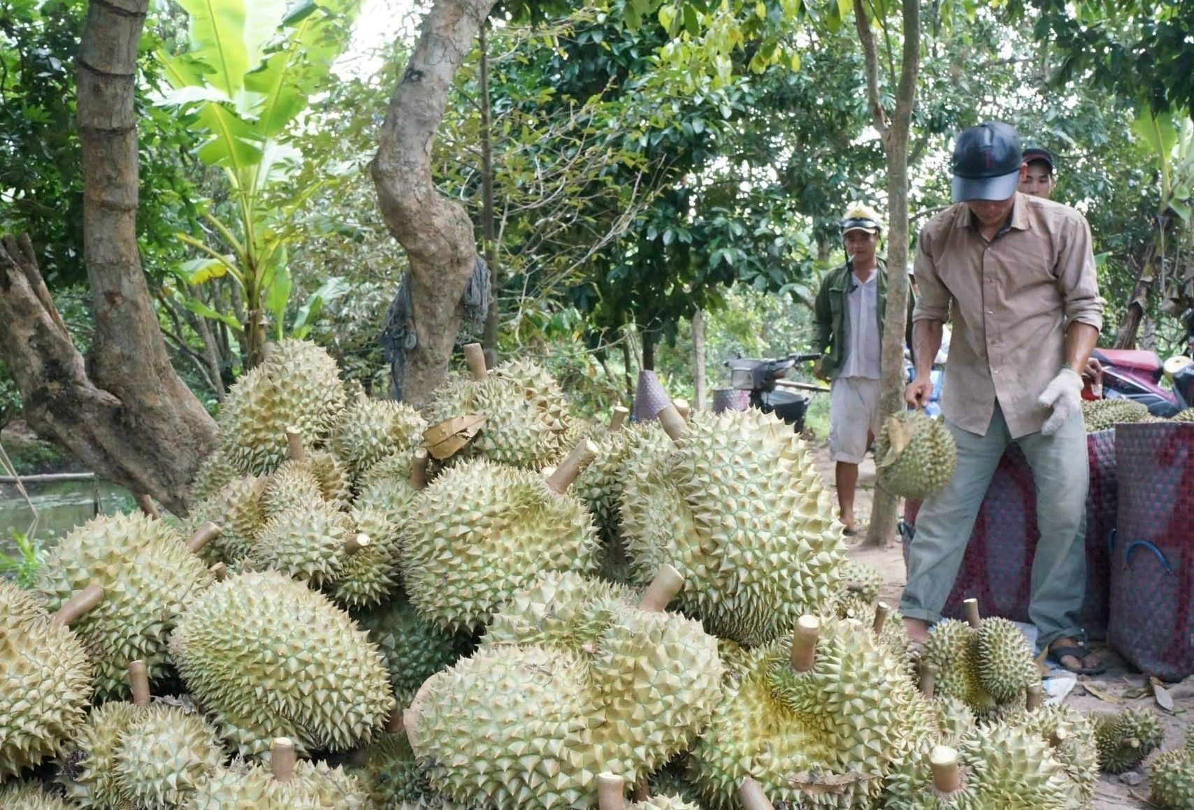 Sầu riêng nghịch mùa 200.000 đồng/kg