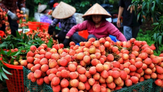 Nông sản Việt lên sàn thương mại điện tử Trung Quốc