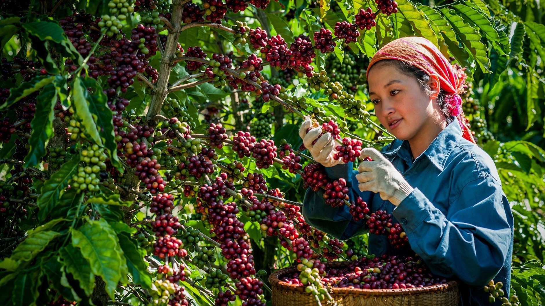 Giá cà phê tăng mạnh giữa mùa cao điểm thu hoạch, vì sao?