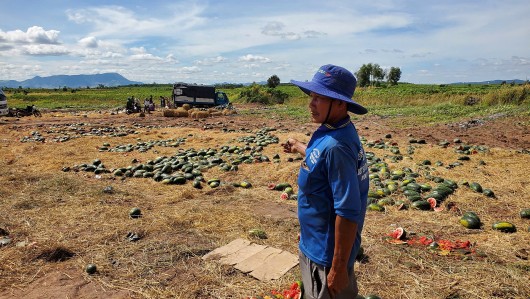 Gia Lai: Dưa hấu rớt giá, nông dân như ngồi trên đống lửa