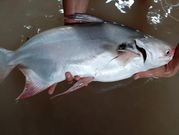 Cá vồ kho là món ăn đặc trưng của vùng miền nào?