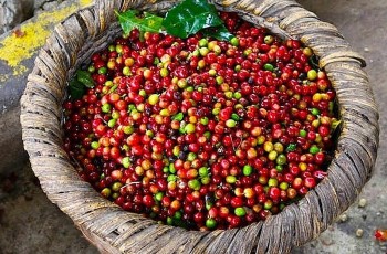 Chuyên gia dự báo: Giá cà phê sẽ tăng mạnh trở lại do cung ít hơn cầu