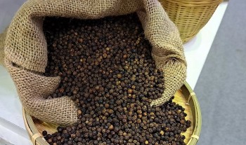 Nhu cầu cuối năm tăng đẩy giá tiêu tiến sát mốc 150.000 đồng/kg